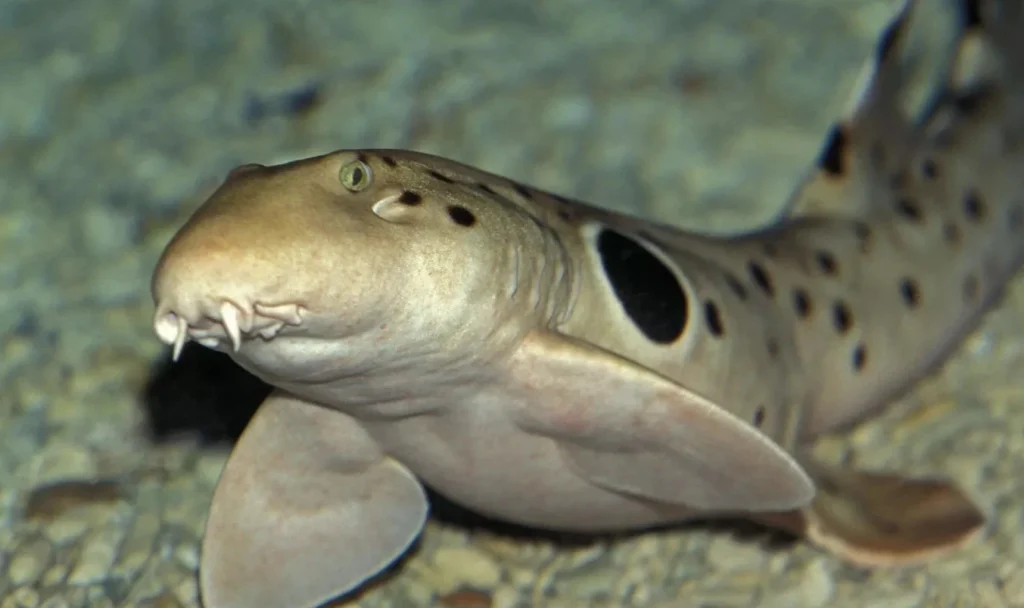 Can sharks walk on land?