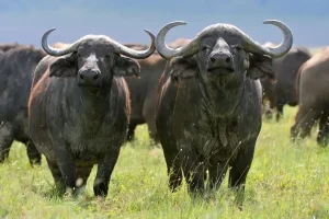 What animals Make Decisions By Voting?