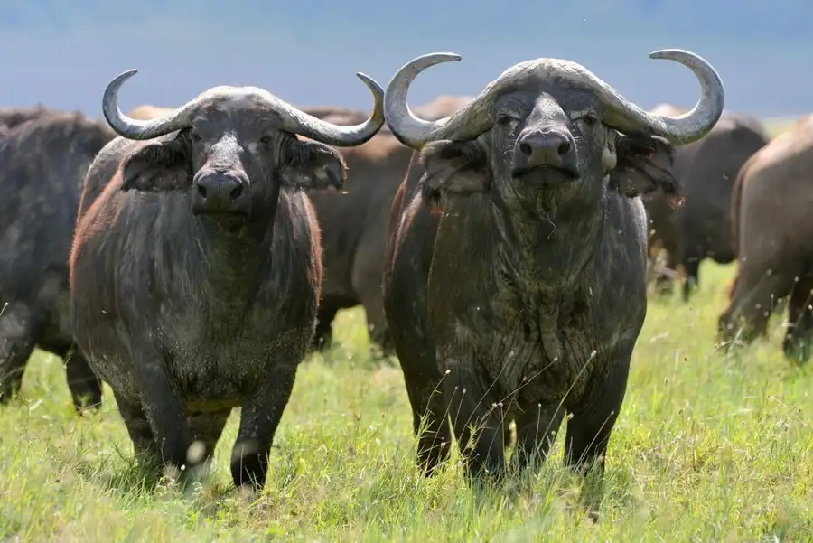 What animals Make Decisions By Voting