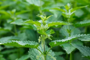 Where is the largest stinging nettle in the world?