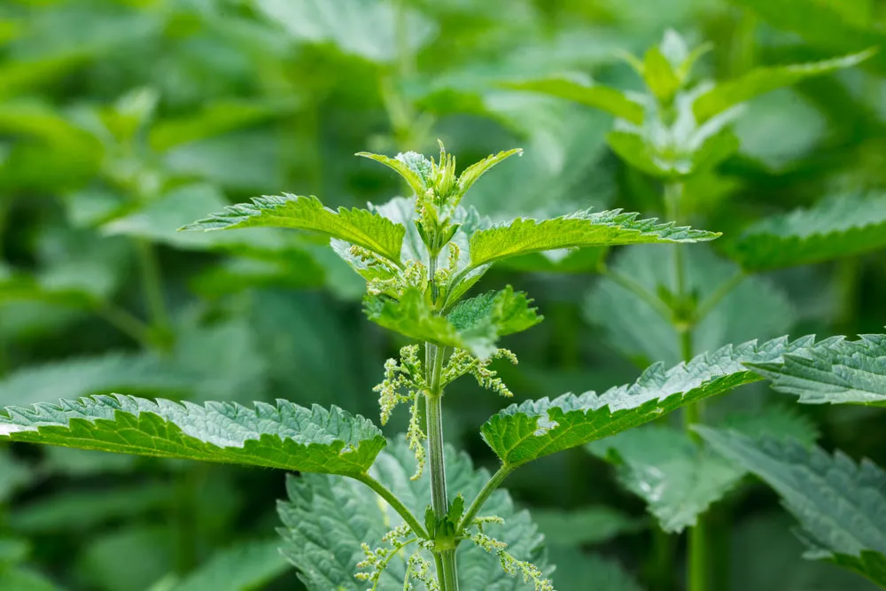 Where is the largest stinging nettle in the world?