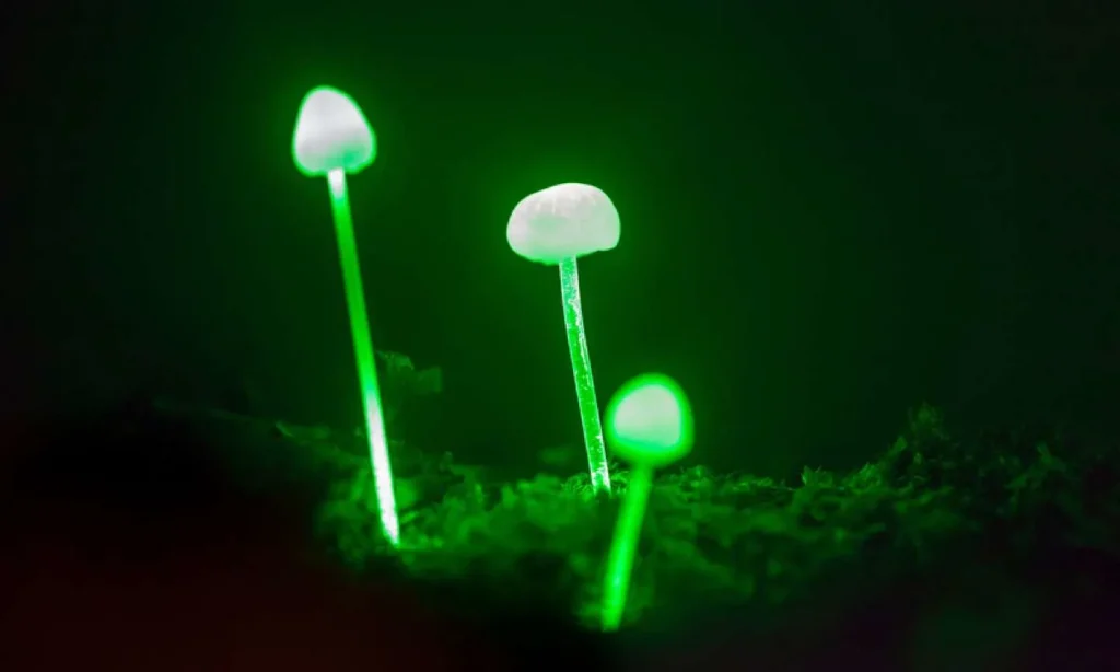 Where to find firefox mushrooms?