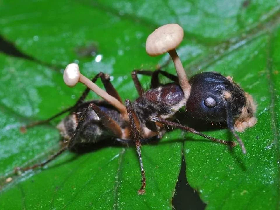 Zombie ant
