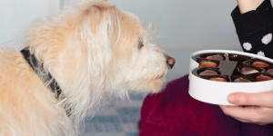 Can Chocolate Kill a Dog?