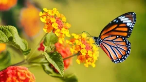 How Do Butterflies Taste Their Food?