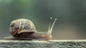 How long Snails Sleep?
